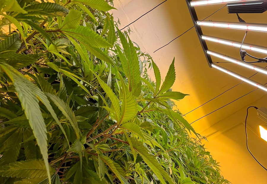 Premium Cannabis Grow Club in Cape Town